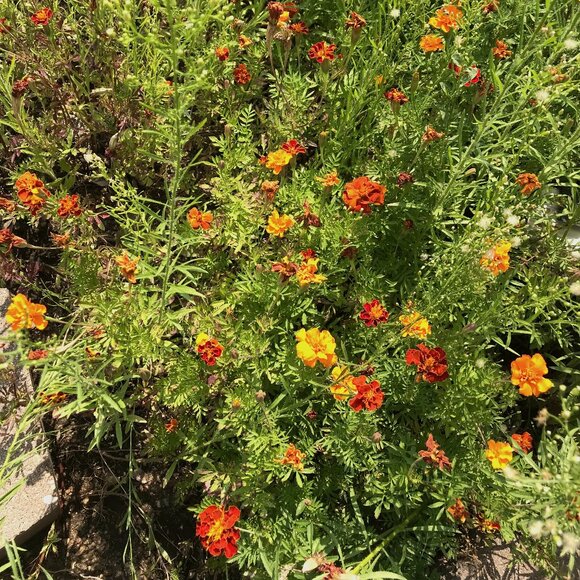 Marigold Seeds, Organically Grown for 20+ Years - Picture 1 of 9